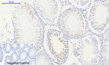 Histone H2A.X (phospho Ser139) rabbit pAb