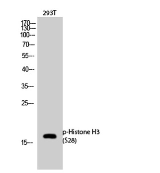 Histone H3 (phospho-Ser28) antibody