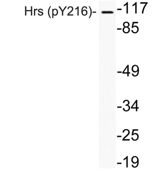 Hrs (phospho-Tyr216) antibody