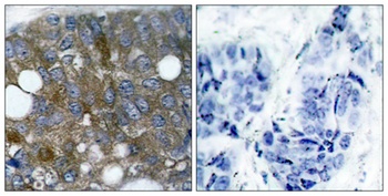 HSP27 (phospho Ser15) rabbit pAb