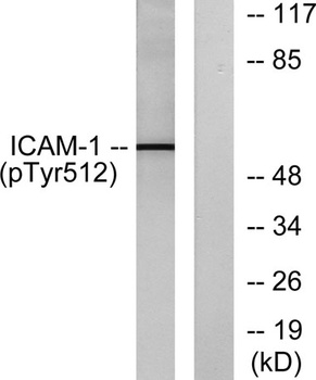 ICAM-1 (phospho Tyr512) rabbit pAb