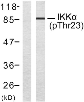 IKKα (phospho Thr23) rabbit pAb