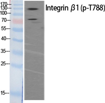 Integrin beta1 (phospho-Thr788) antibody