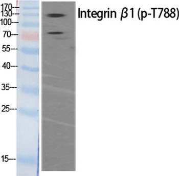 Integrin β1 (phospho Thr788) rabbit pAb