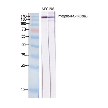 IRS-1 (phospho Ser307) rabbit pAb