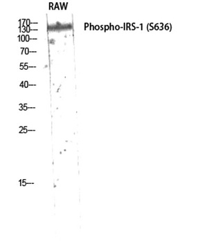 IRS-1 (phospho-Ser636) antibody