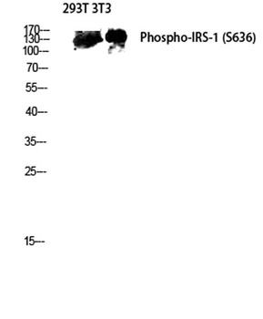 IRS-1 (phospho-Ser636) antibody