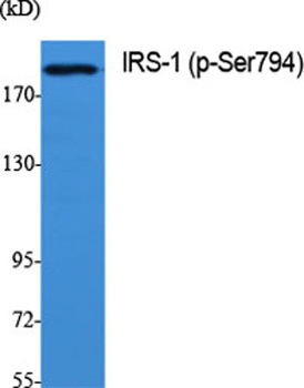 IRS-1 (phospho Ser794) rabbit pAb