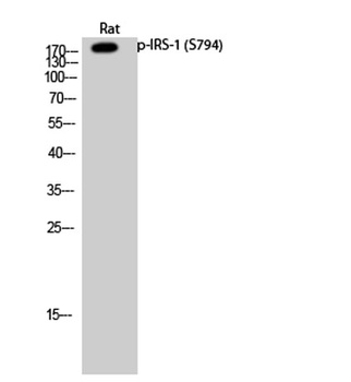 IRS-1 (phospho Ser794) rabbit pAb