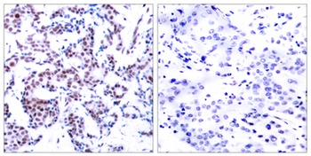 Jun B (phospho Ser259) rabbit pAb