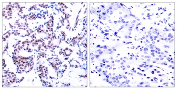 Jun B (phospho-Ser259) antibody