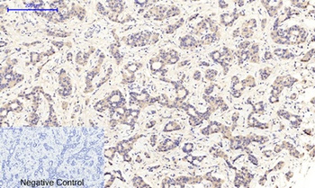 MEK-1/2 (phospho Ser218/222) rabbit pAb