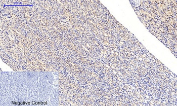 MEK-1/2 (phospho Ser218/222) rabbit pAb