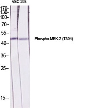 MEK-2 (phospho Thr394) rabbit pAb