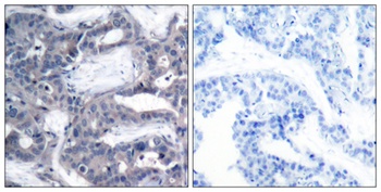 MEK-2 (phospho-Thr394) antibody