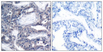 MEK-2 (phospho Thr394) rabbit pAb