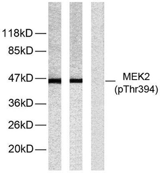 MEK-2 (phospho-Thr394) antibody