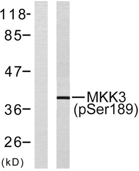 MEK-3 (phospho Ser218) rabbit pAb