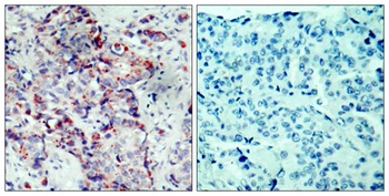 MEK-4 (phospho Ser80) rabbit pAb