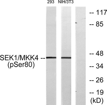 MEK-4 (phospho-Ser80) antibody