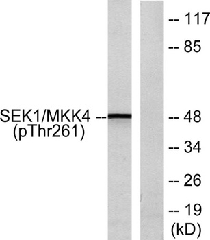 MEK-4 (phospho Thr261) rabbit pAb