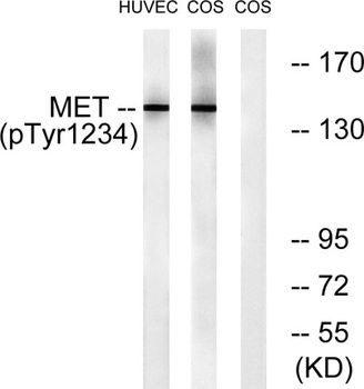 Met (phospho Tyr1234) rabbit pAb