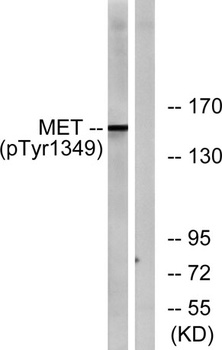 Met (phospho Tyr1349) rabbit pAb