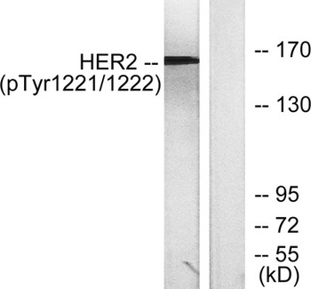 Neu (phospho Tyr1221/Y1222) rabbit pAb