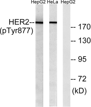 Neu (phospho-Tyr877) antibody