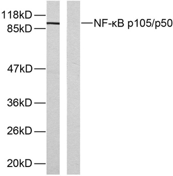 NF kappa B-p105 (phospho-Ser893) antibody