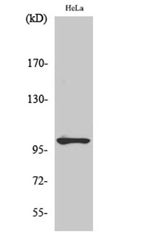 NFκB-p105 (phospho Ser907) rabbit pAb
