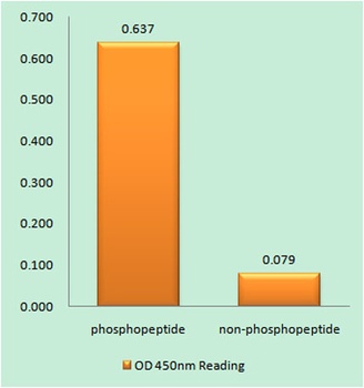 NF kappa B-p105 (phospho-Ser932) antibody