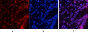 NFκB-p65 (phospho Ser529) rabbit pAb