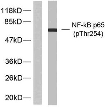 NFκB-p65 (phospho Thr254) rabbit pAb