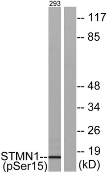 Op18 (phospho-Ser16) antibody