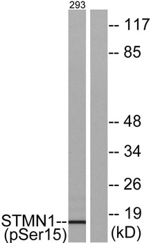 Op18 (phospho Ser16) rabbit pAb