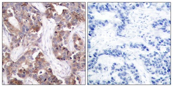 Op18 (phospho Ser25) rabbit pAb