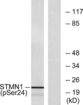 Op18 (phospho-Ser25) antibody
