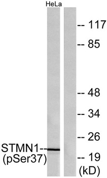Op18 (phospho Ser38) rabbit pAb