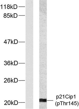 p21 (phospho-Thr145) antibody