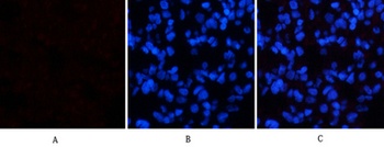 p38 (phospho Thr180) rabbit pAb