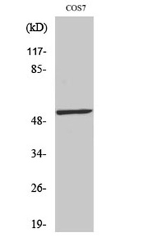 p53 (phospho Ser20) rabbit pAb