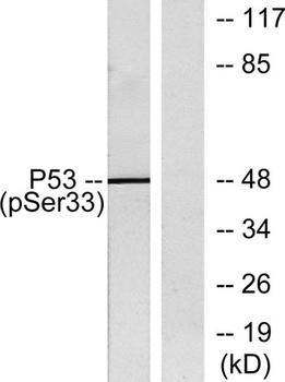 p53 (phospho-Ser33) antibody