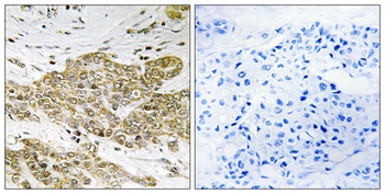 p53 (phospho Ser6) rabbit pAb