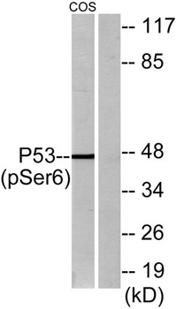 p53 (phospho-Ser6) antibody