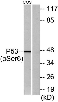 p53 (phospho Ser6) rabbit pAb
