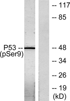 p53 (phospho-Ser9) antibody