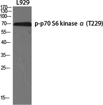 p70 S6 kinase alpha (phospho-Thr229) antibody