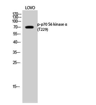 p70 S6 kinase α (phospho Thr229) rabbit pAb