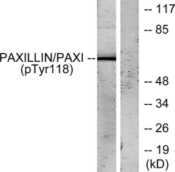Paxillin (phospho-Tyr118) antibody